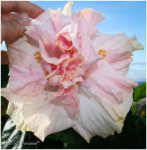 Bride´s Bouquet