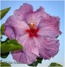 Tahitian Purple Sovereign