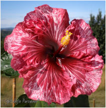 Tahitian Purple Splendor