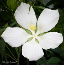 Hibiscus Coccineus Alba - Hvit Texas Star