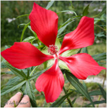 Hibiscus Coccineus - Rød Texas Star