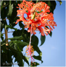 H. Schizopetalus