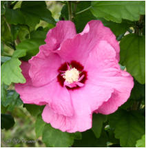 Rose of Sharon - Lavender