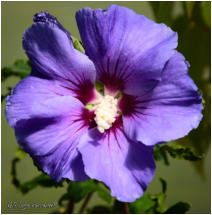 Rose of Sharon - Oiseau Blue