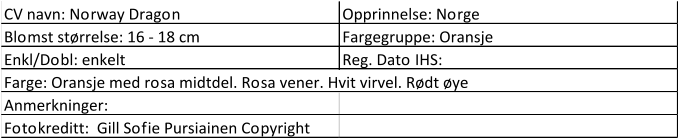 CV navn: Norway Dragon Opprinnelse: Norge Blomst størrelse: 16 - 18 cm Fargegruppe: Oransje Enkl/Dobl: enkelt Reg. Dato IHS: Farge: Oransje med rosa midtdel. Rosa vener. Hvit virvel. Rødt øye Anmerkninger: Fotokreditt:  Gill Sofie Pursiainen Copyright