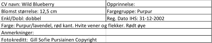 CV navn: Wild Blueberry Opprinnelse:  Blomst størrelse: 12,5 cm Fargegruppe: Purpur Enkl/Dobl: dobbel Reg. Dato IHS: 31-12-2002 Farge: Purpur/lavendel, rød kant. Hvite vener og flekker. Rødt øye Anmerkninger:  Fotokreditt:  Gill Sofie Pursiainen Copyright