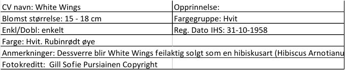 CV navn: White Wings Opprinnelse:  Blomst størrelse: 15 - 18 cm Fargegruppe: Hvit Enkl/Dobl: enkelt Reg. Dato IHS: 31-10-1958 Farge: Hvit. Rubinrødt øye Anmerkninger: Dessverre blir White Wings feilaktig solgt som en hibiskusart (Hibiscus Arnotianus) Fotokreditt:  Gill Sofie Pursiainen Copyright